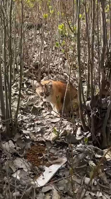 Чья кошка? Хозяин, забери!