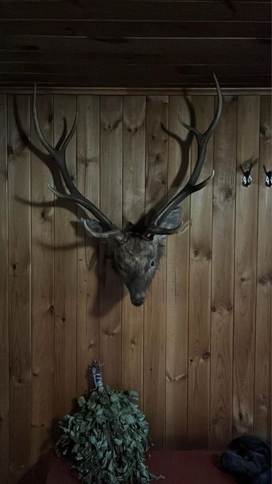 Продам чучило касули