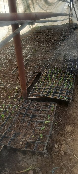 Ер сотилади  продаётся