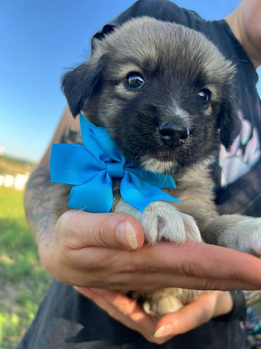 9 puiuți pentru adopție / 3 fete și 6 băieți