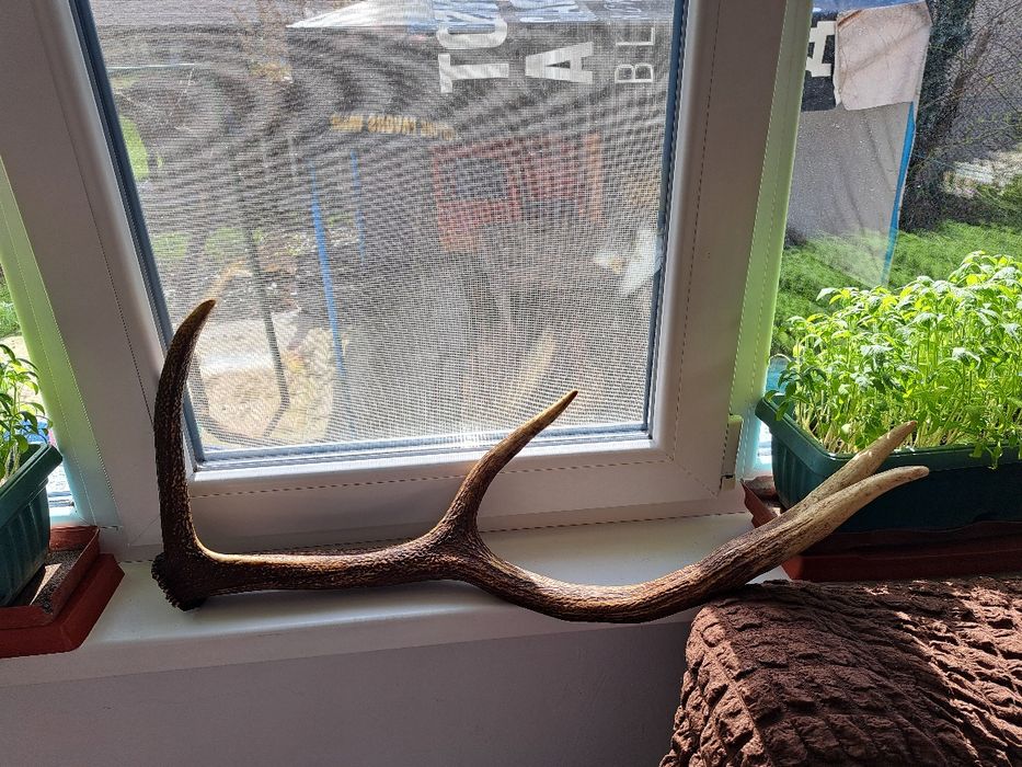 Рог от елен със 4 израстъкаа