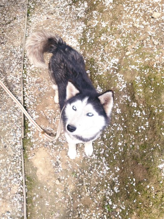 Sibir Haski it urgochi