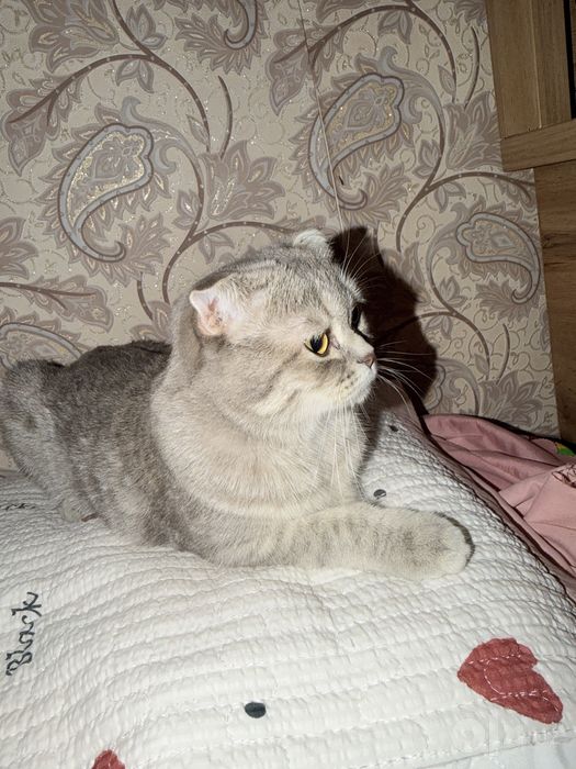 Кошка для вязки веслоухая 400.000 сум