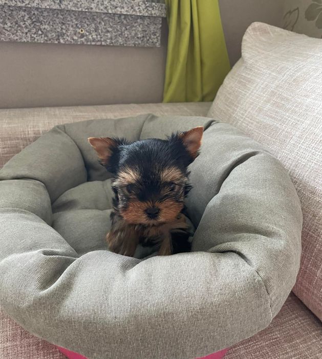 Мини йоркширски териер