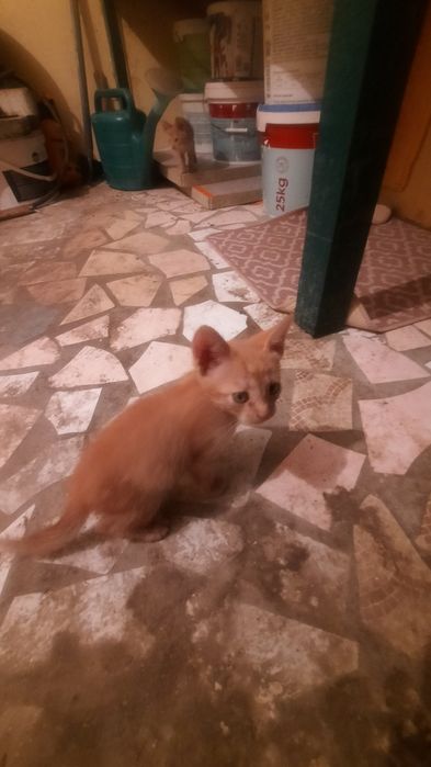 Котята даром, бесплатно.
