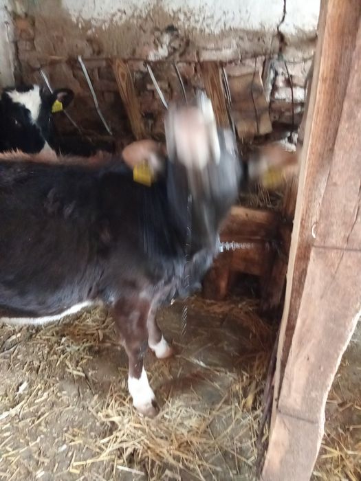 Taur și vițea de vânzare