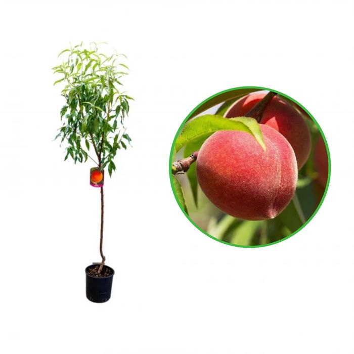 Pomi Fructiferi la Ghiveci (Piersic )