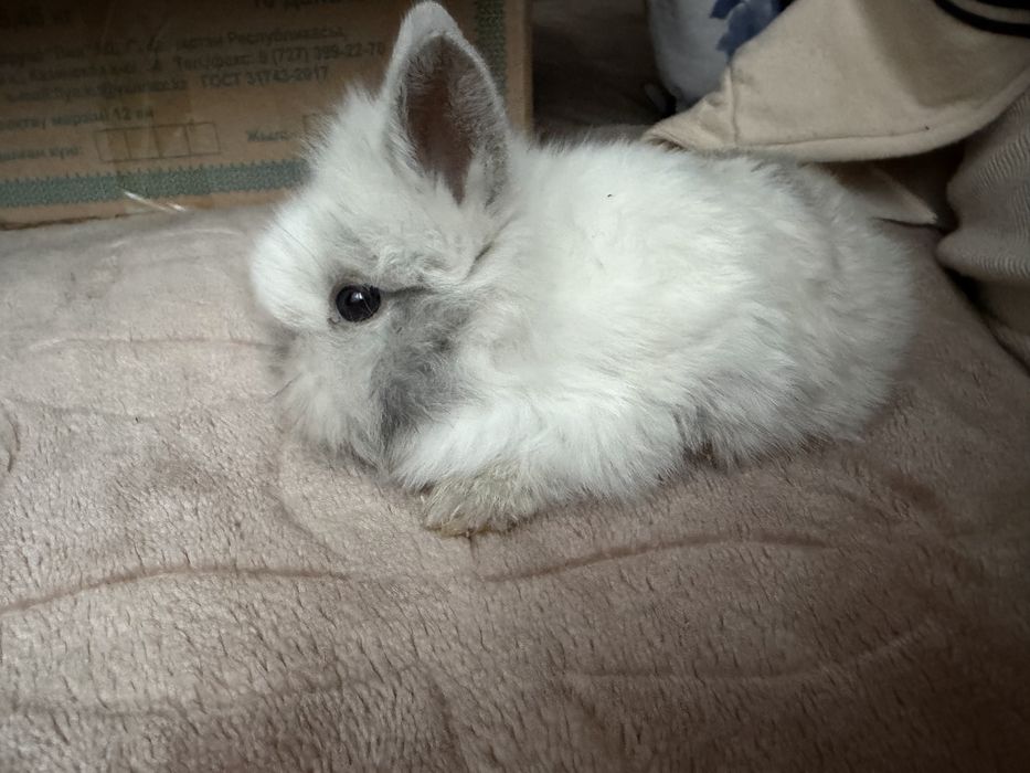 Продам декоративных крольчат