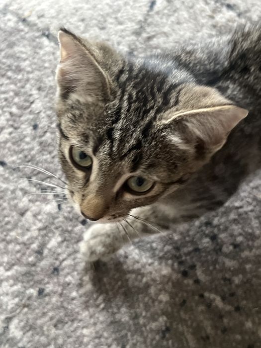 Котенок бесплатно