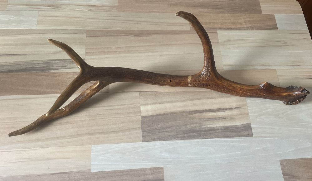 Coarne de cerb,lacuite.