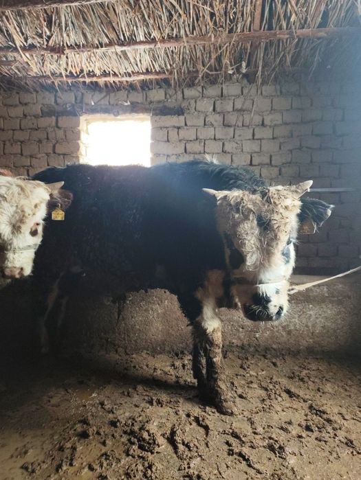 Бұқалар сатылады