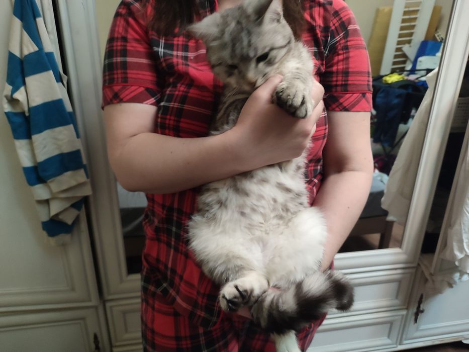 Отдам кота не кастр. За 100 тг