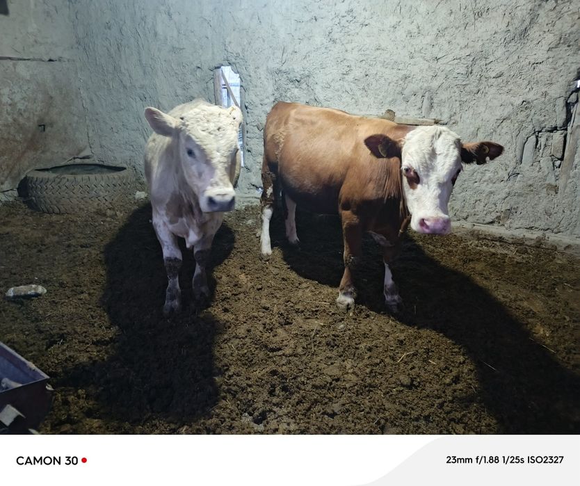 Angus yoshi 1 yosh yeyishi yaxshi narxi 32 milliondan