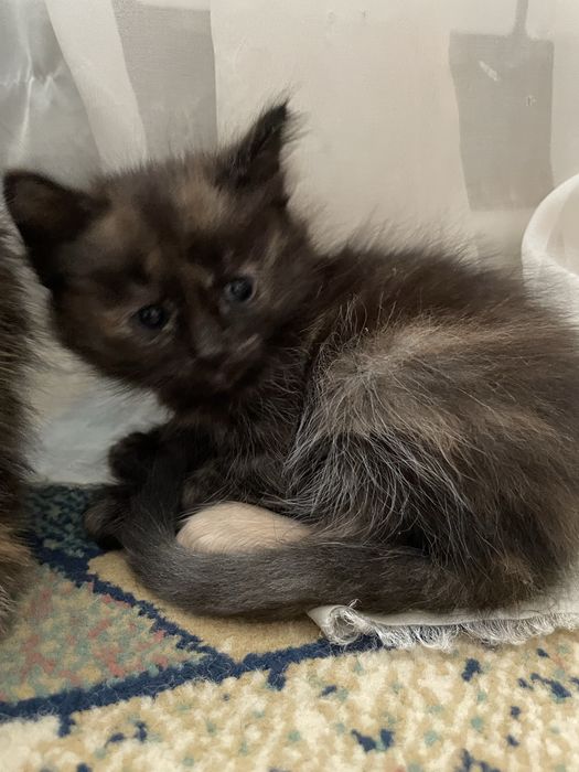 Отдаем котят бесплатно