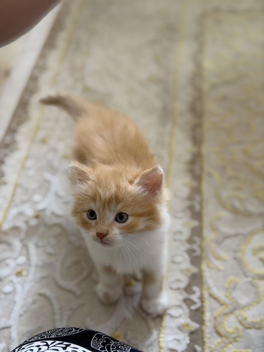 Отдам котят в хорошие руки