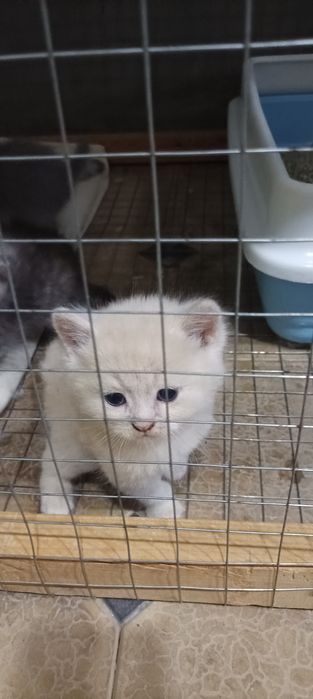 Продается  Кошка