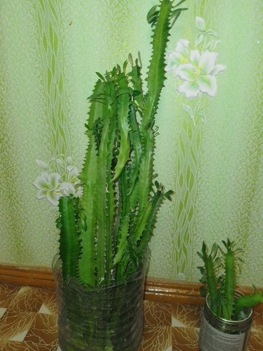 Отростки Комнатное растение Молочай трёхгранный