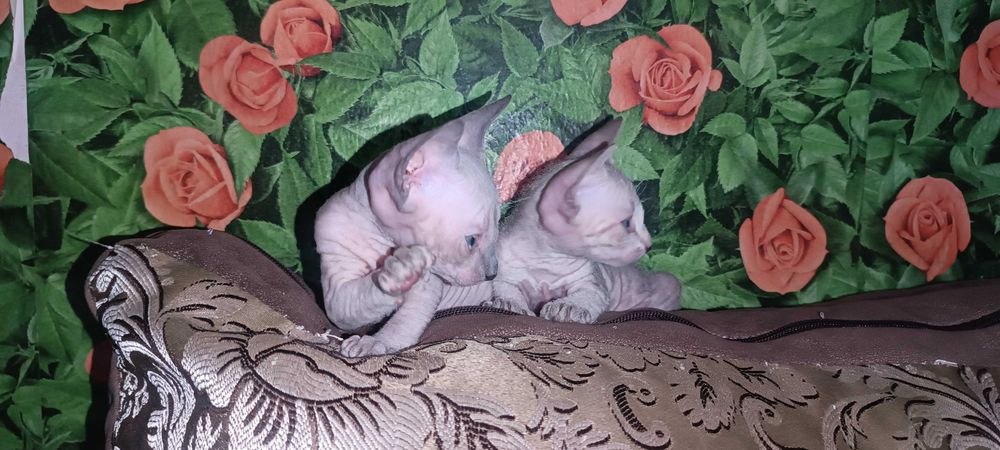 Продажа Котят Сфинкса