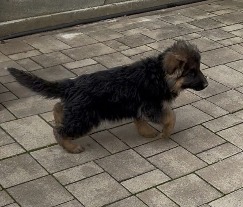 catelusa ciobanesc german super linie show