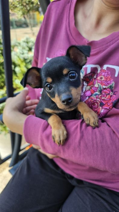 Pinscher Pitic mascul