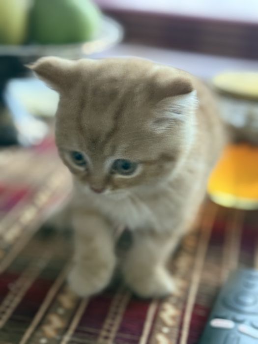 Продается котик скотиш фолд