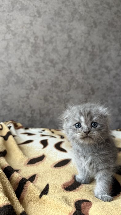 Котята отличной вязки ХайленаФолда и СкотишСтрайт