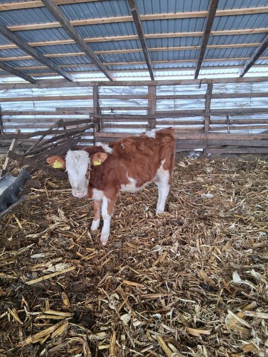 Doi taurași de vânzare