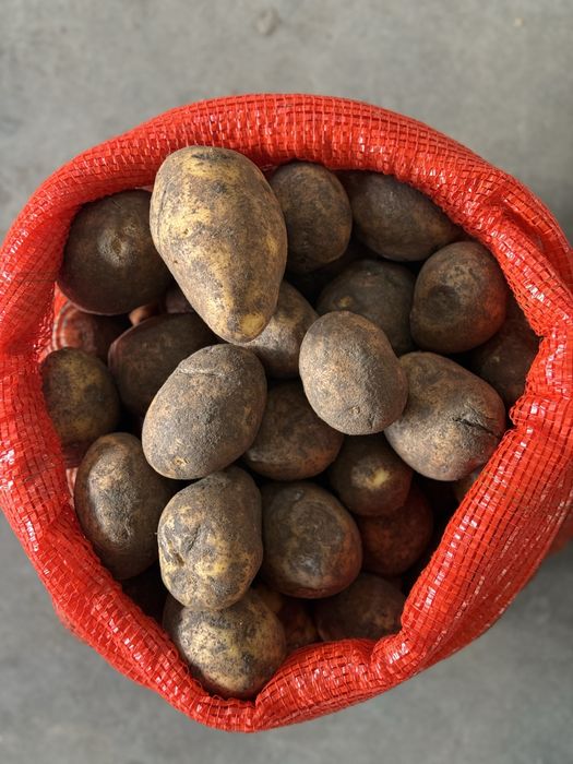 Картофель 80 оптом