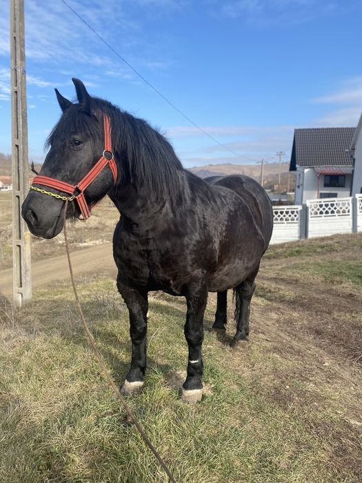 Iapa de vanzare, schimb si cu oi