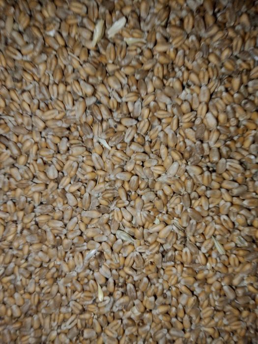Продам пщеницу урожай этого года