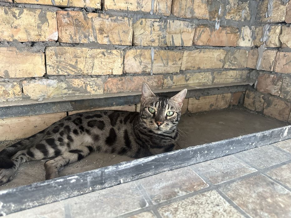 Бенгалский кошка
