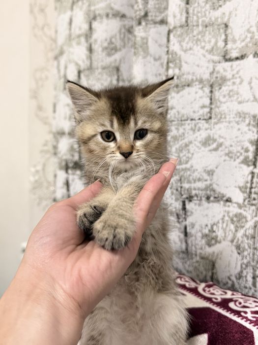 Продам кошку,срочно Алматаа