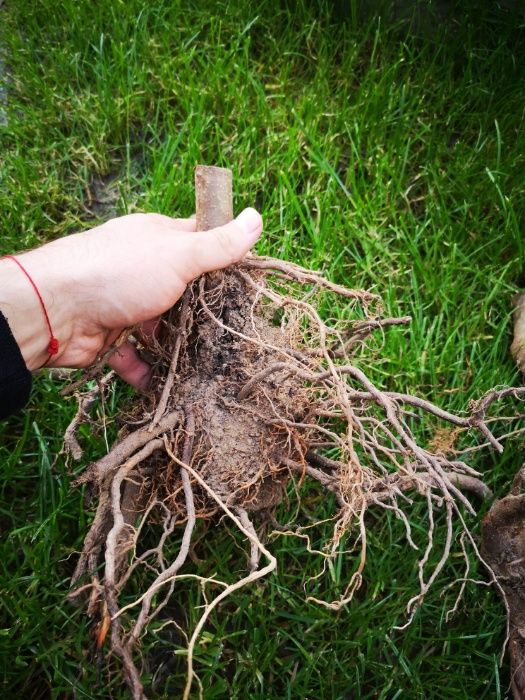 Пауловния Томентоса и Шан Тонг - двугодишни фиданки.