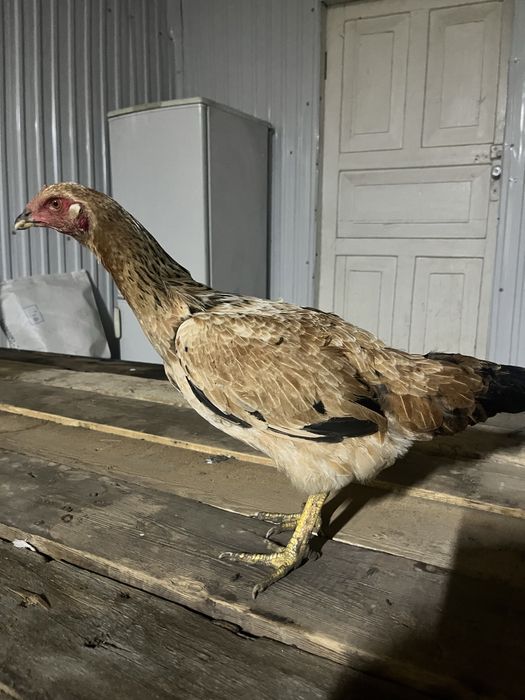 Продам даканку курочку