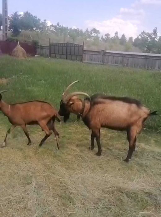 Țap Alpin Francez forte bun!