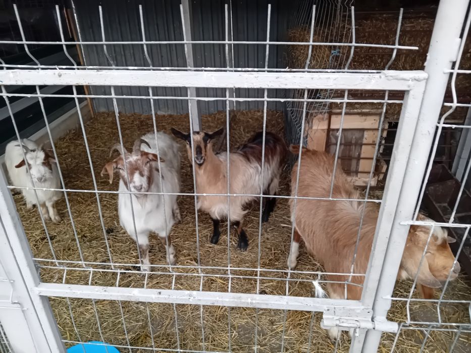 Capre si țap anglonubian