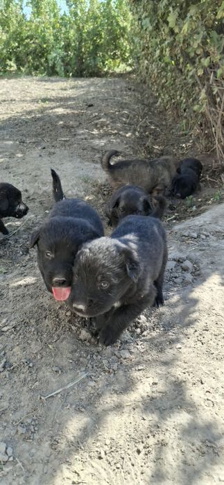 Щенки продается за низким ценам,