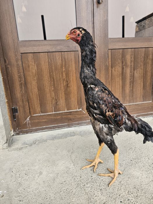 Juja sotiladi hali qichqirmagan yaxshi narsa