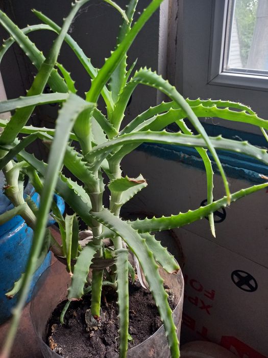 Продам цветок алоэ