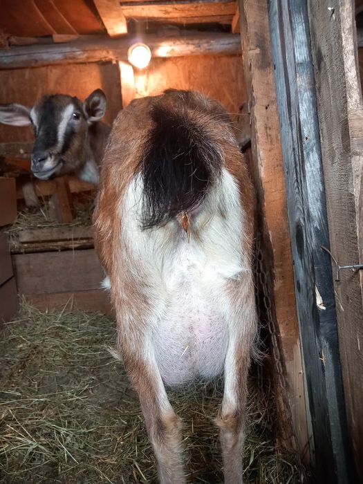 Vând capre de rasă cu tot cu ezi