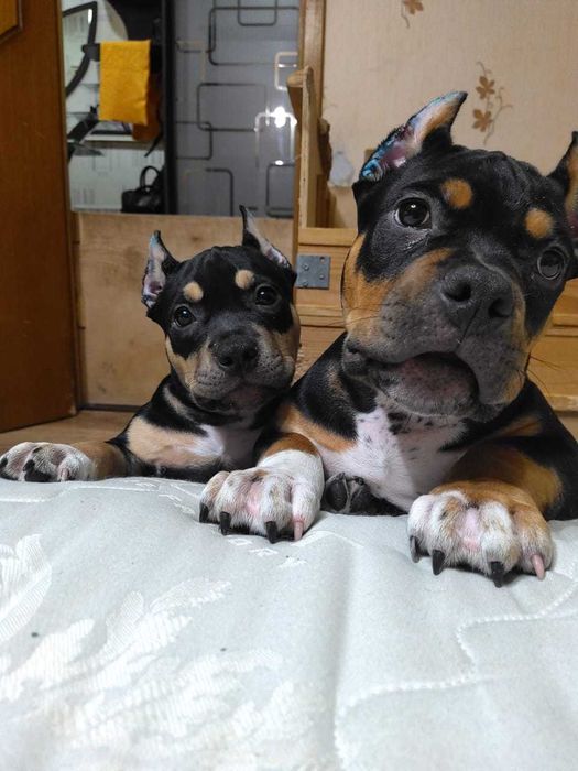 американский булли