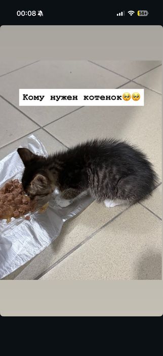 Отдам даром котенка