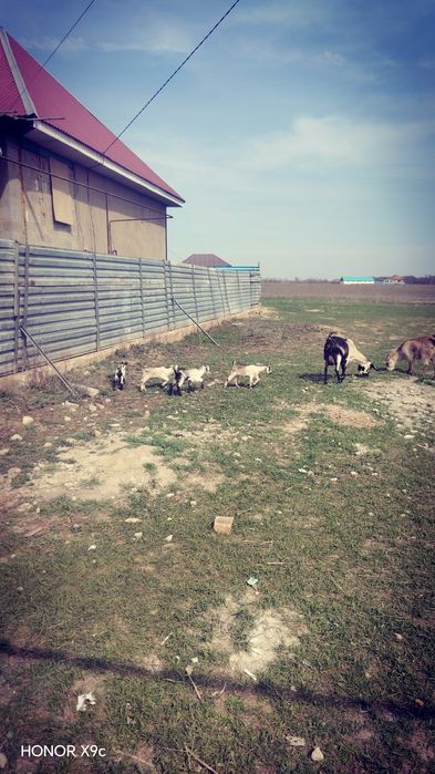 Ешкі  алпейски  екінші  тума