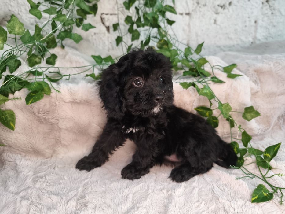 Vand fetita Cavapoo F1 black
