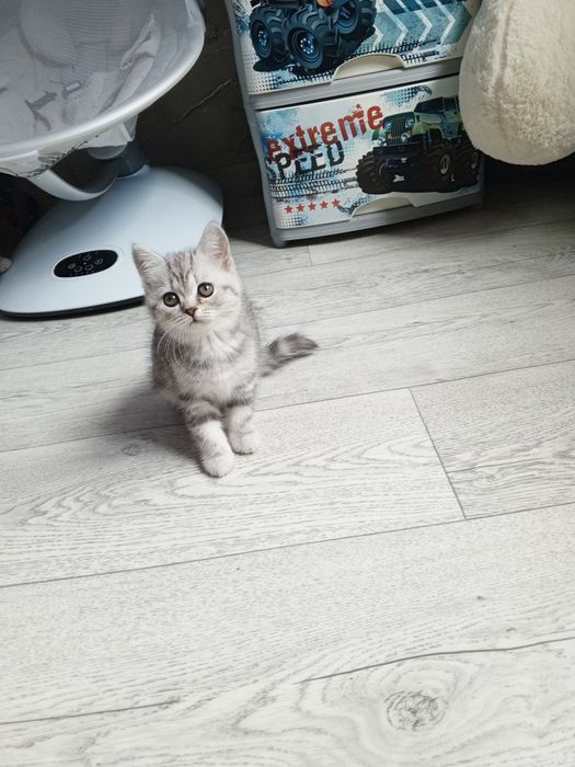 Котенок шотланский