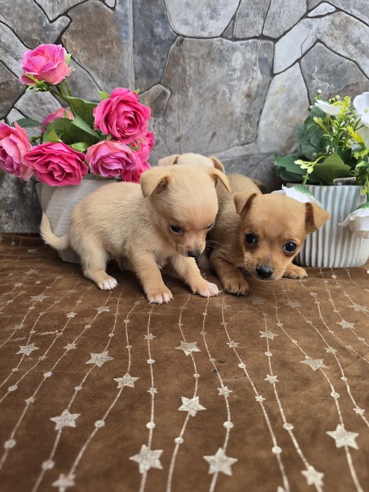 Мини чиху пинчери