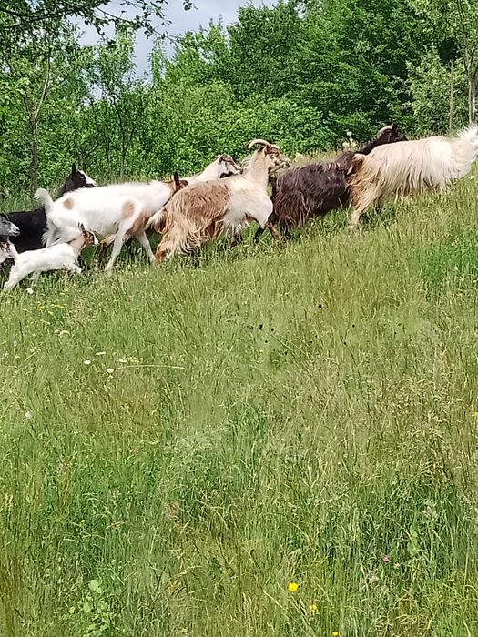 Vând capre bune de lapte