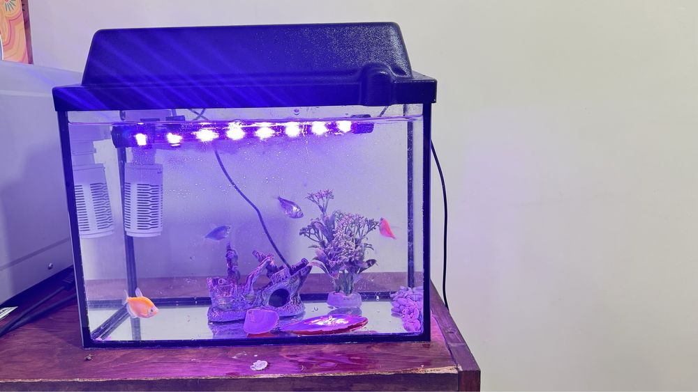Продам аквариум с 4 шт рыбкой.