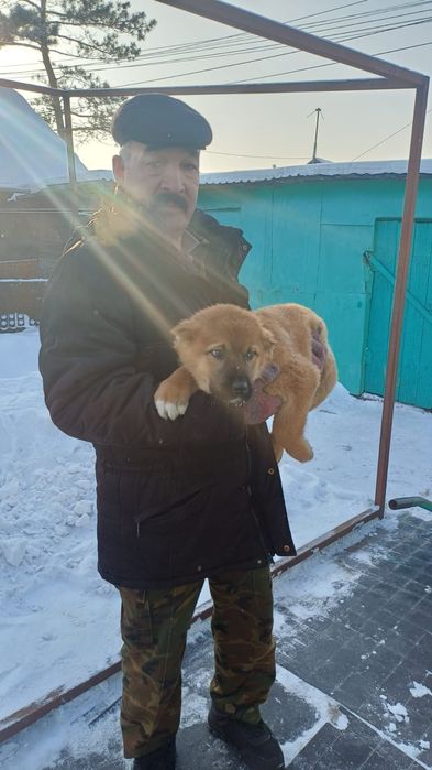 Продам щенков ,,Алабай,,,