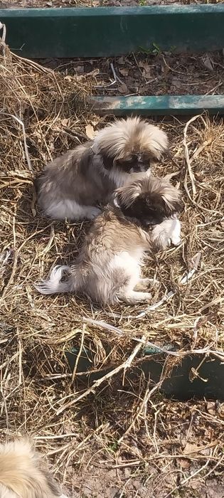 Продам щенков породы Пекинеса